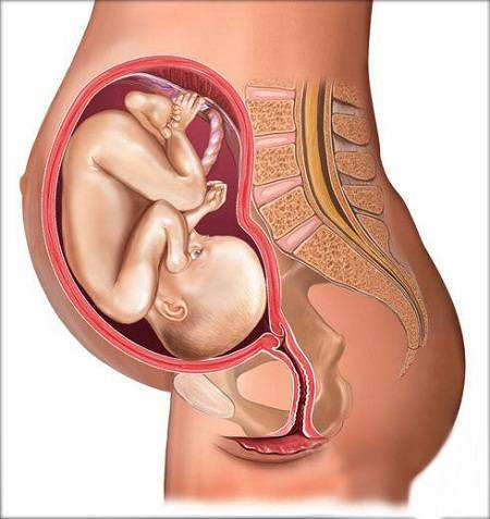 人体成分分析仪保障了女性孕期的身材管理