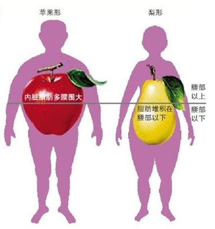 人体成分分析仪对人体体型、体重的分类