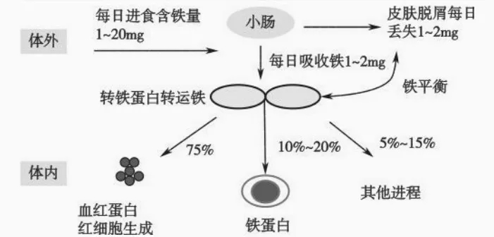 人体成分分析仪:铁在人体中是怎么分布的,你知道吗?