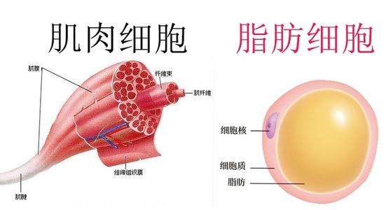 人体成分分析仪：肌肉密度